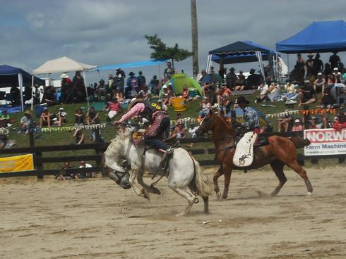 Rodeo Bronc